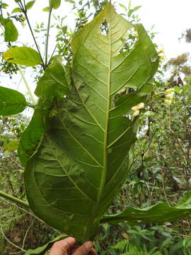 صورة Macrocarpaea macrophylla (Kunth) Gilg