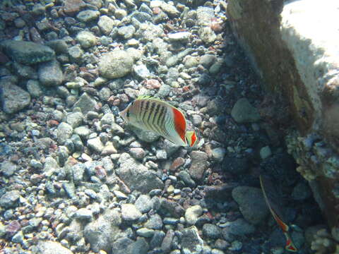 Image of Crown Butterflyfish