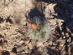 Image of Echinopsis leucantha (Gillies ex Salm-Dyck) Walp.