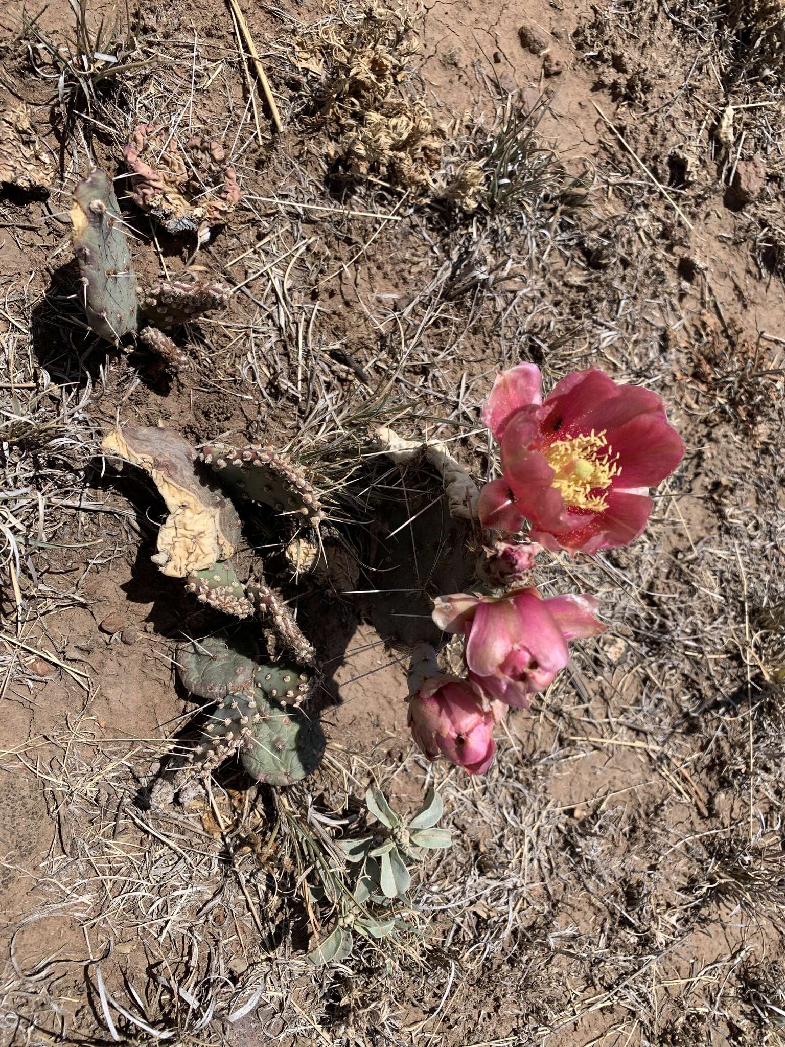 Image of twistspine pricklypear