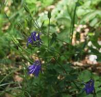 Слика од Aquilegia nigricans Baumg.