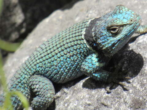 Image de Sceloporus aureolus Smith 1942