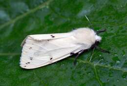 Image of Spilosoma lutea Hüfnagel 1766