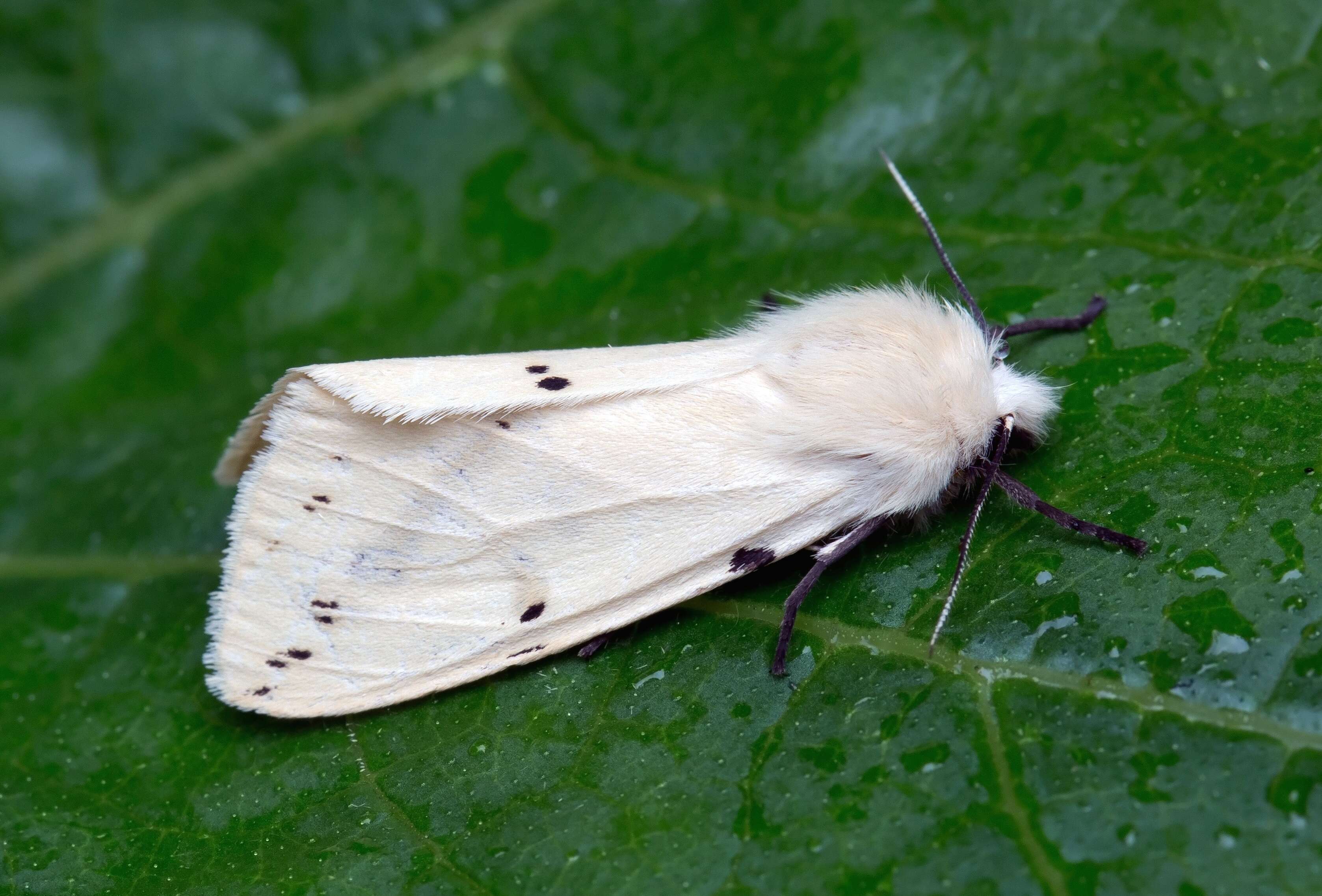 Image of Spilosoma lutea Hüfnagel 1766