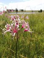 Image of Nerine angustifolia (Baker) W. Watson