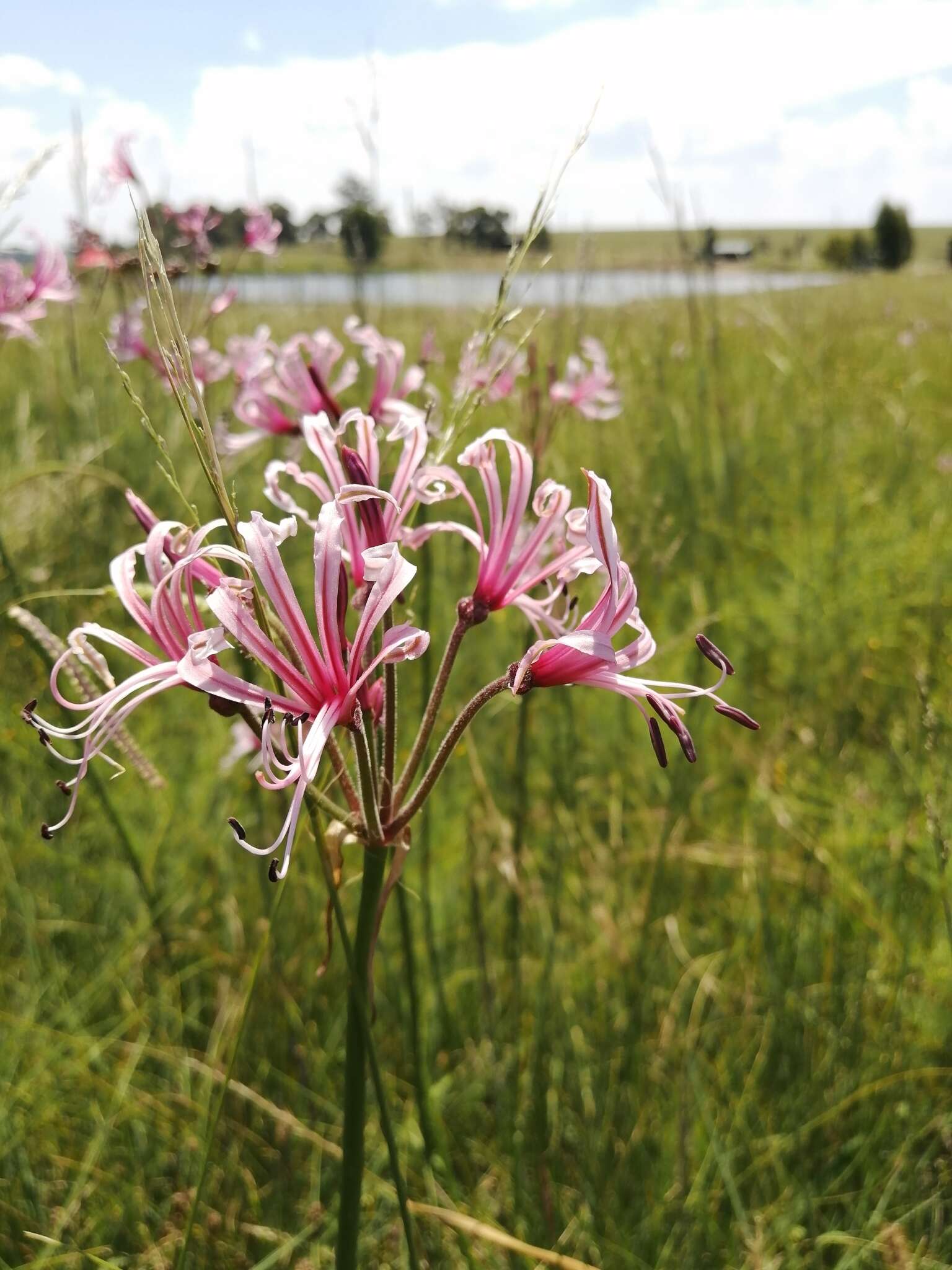 Image of Nerine angustifolia (Baker) W. Watson