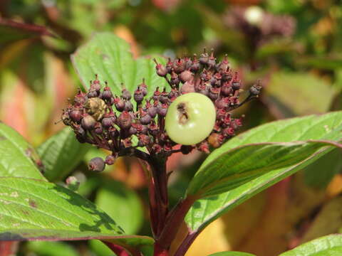 Image of Red-Barked Dogwood