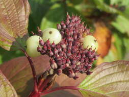 Image of Red-Barked Dogwood