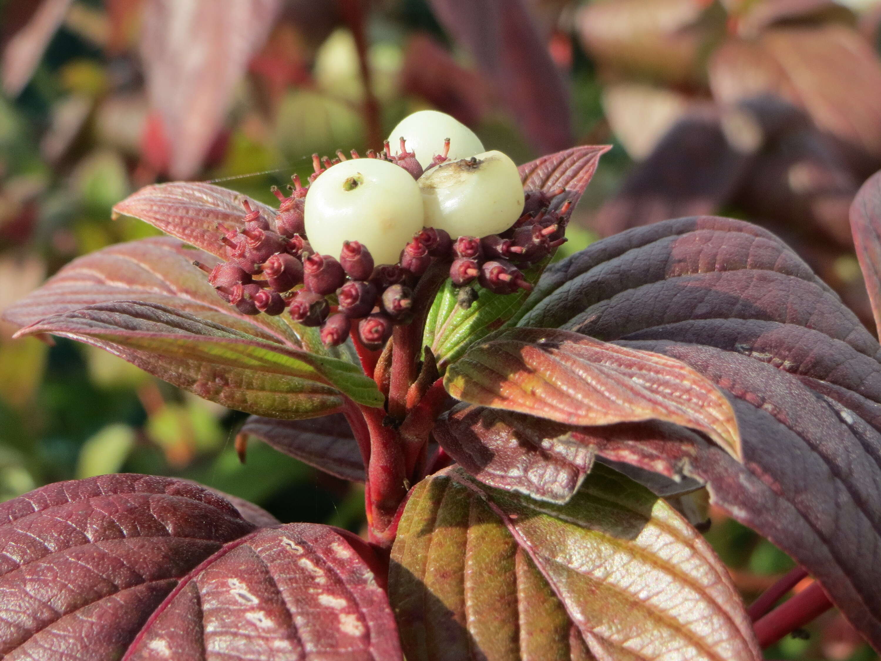 Image of Red-Barked Dogwood