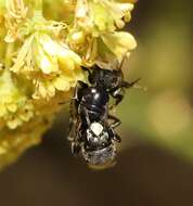 Image of Hylaeus signatus (Panzer 1798)