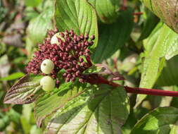 Image of Red-Barked Dogwood