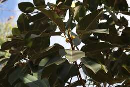 Image of Port Jackson fig