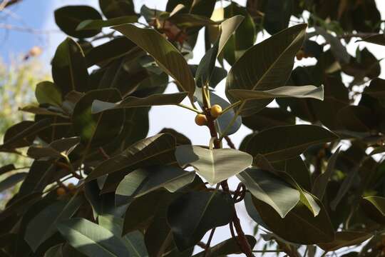 Image of Port Jackson fig