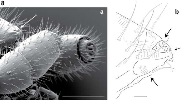 Image of Illacme plenipes Cook & Loomis 1928