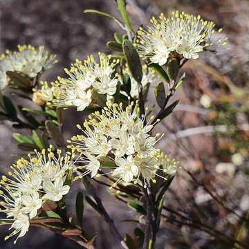 Image of Phebalium squamulosum subsp. squamulosum