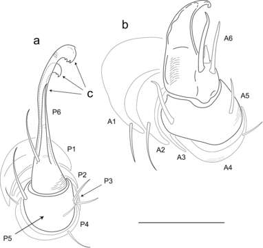 Image of Illacme plenipes Cook & Loomis 1928