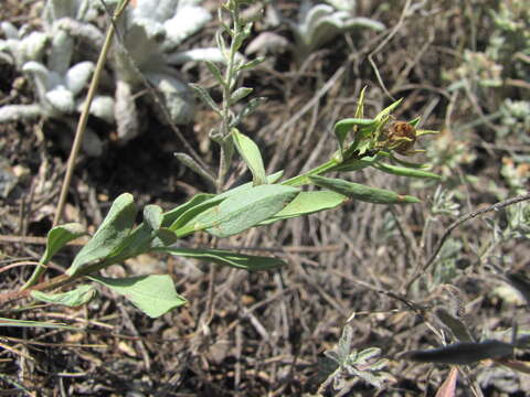 Image of Linum mucronatum subsp. armenum (Bordzil.) P. H. Davis