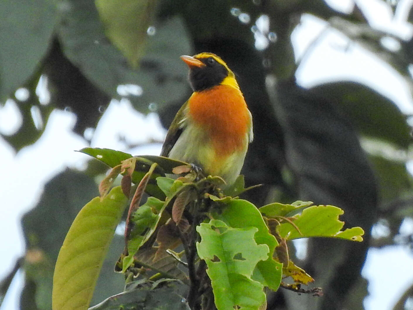 Image of Guira Tanager