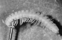 Image of Flat-backed millipede