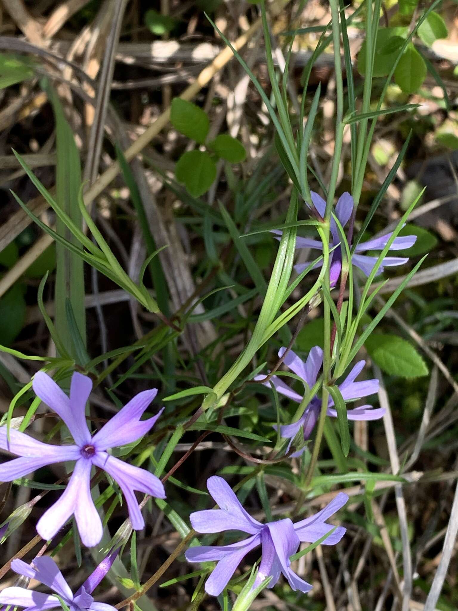 Imagem de Phlox bifida subsp. stellaria (A. Gray) Wherry