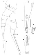 Image of Phryssonotus