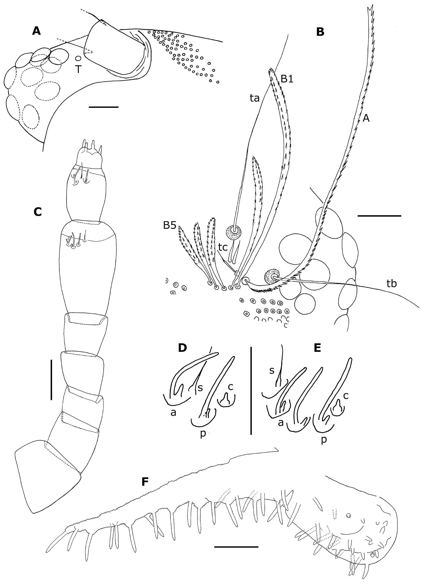 Image of Phryssonotus