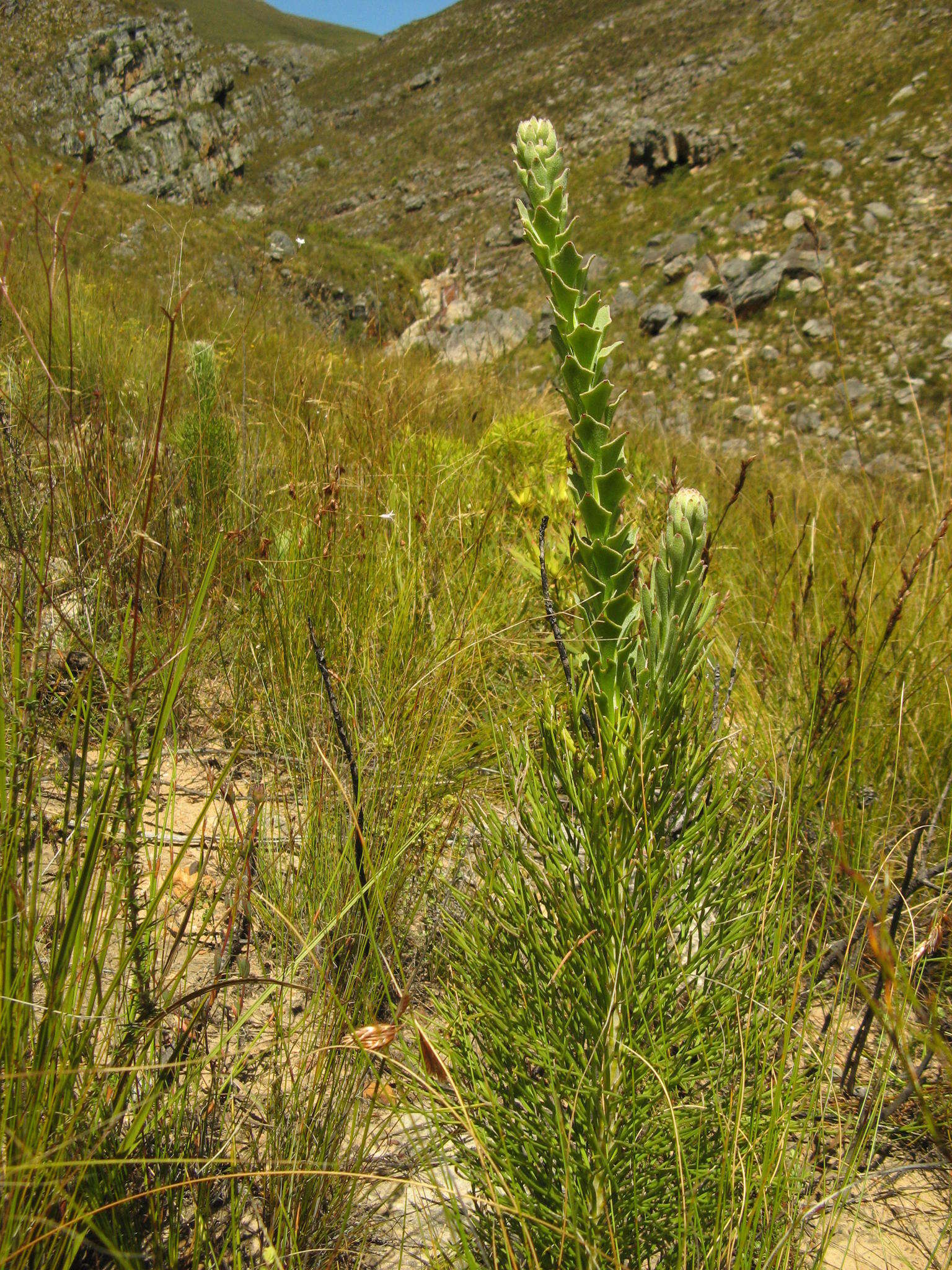 Image de Paranomus adiantifolius Salisb. ex Knight