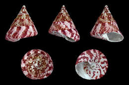 Image of Rochia conus (Gmelin 1791)