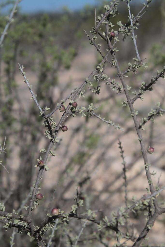 Imagem de Citharexylum brachyanthum (A. Gray ex Hemsl.) A. Gray