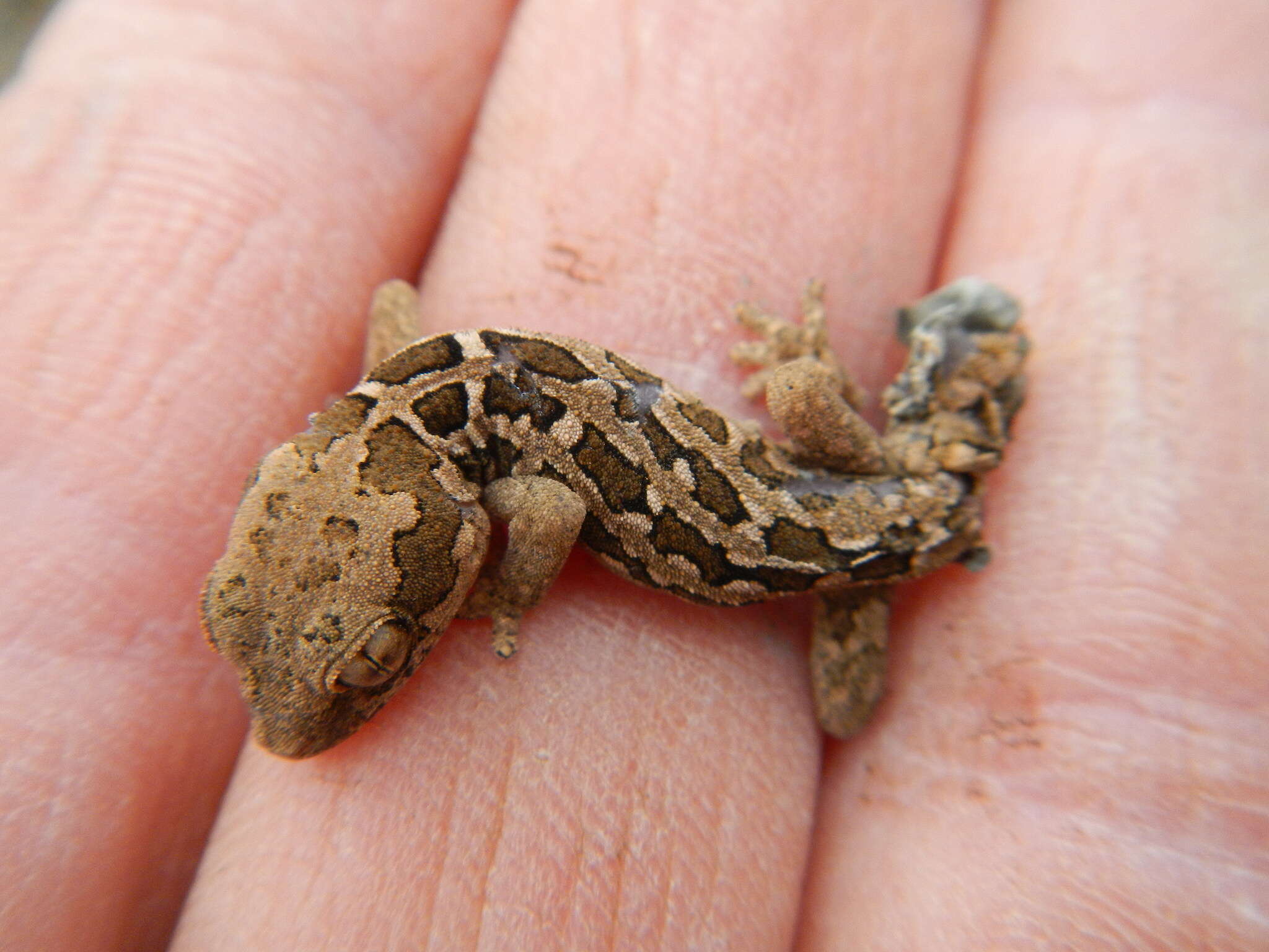 Image of Spotted Gecko