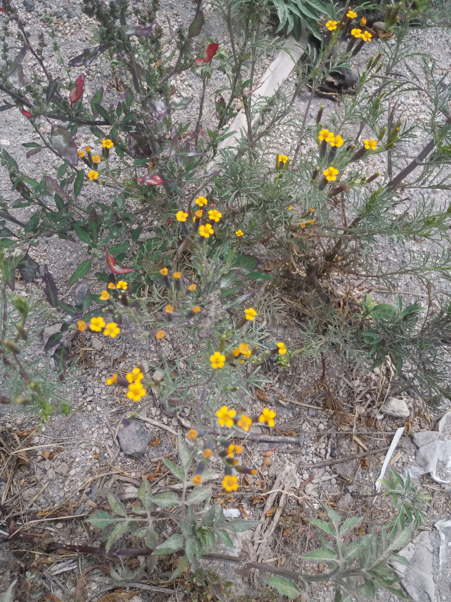 Tagetes multiflora Kunth resmi