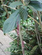 Image of Trichostigma peruvianum (Moquin) H. Walter