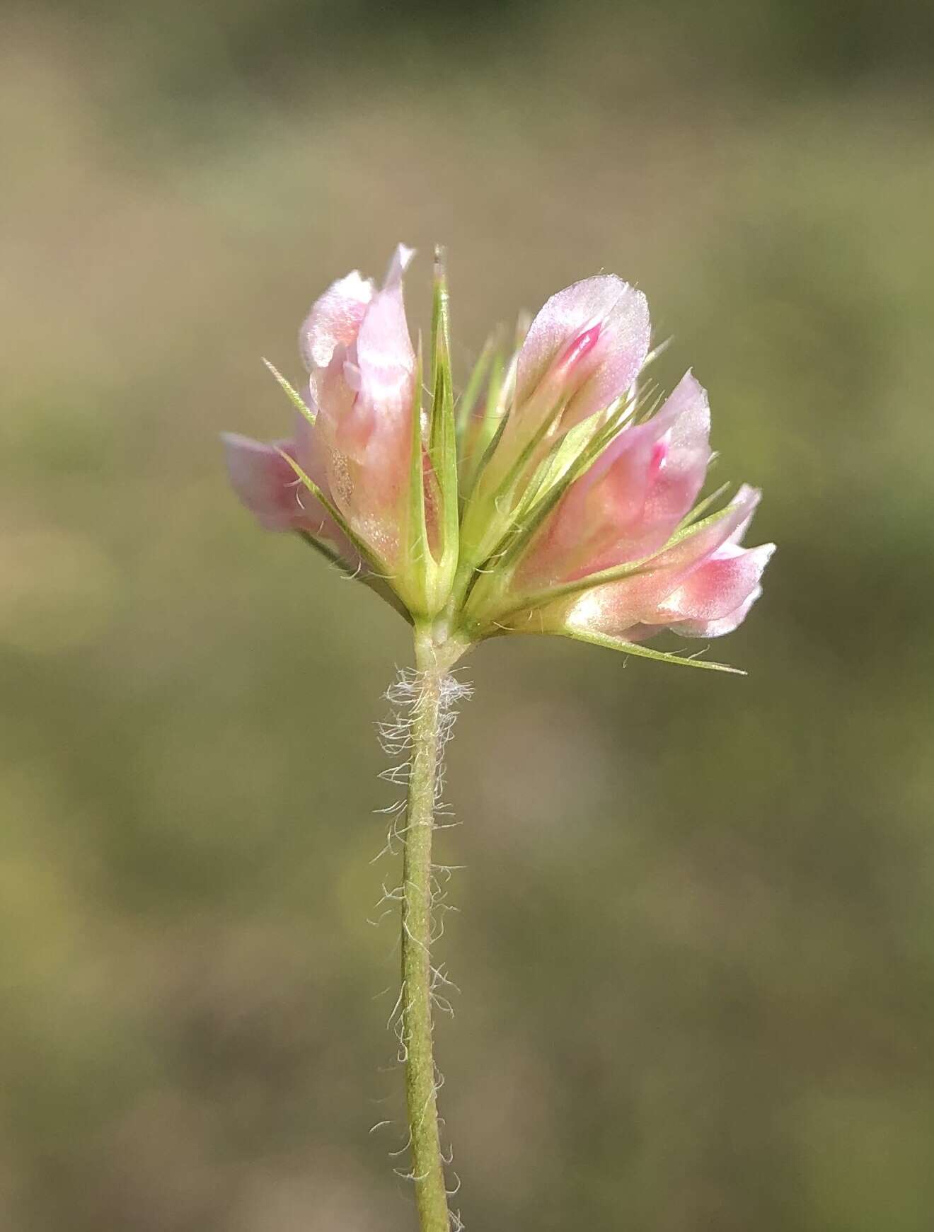 Image de Trifolium bifidum A. Gray