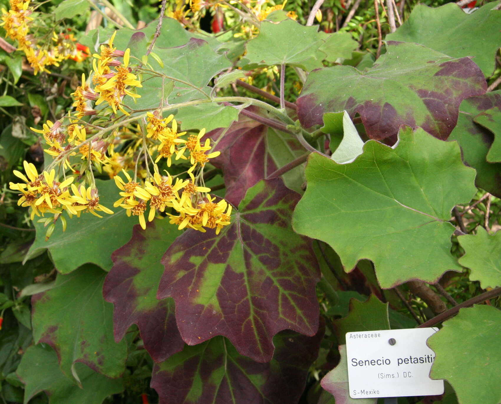 Image of velvet groundsel