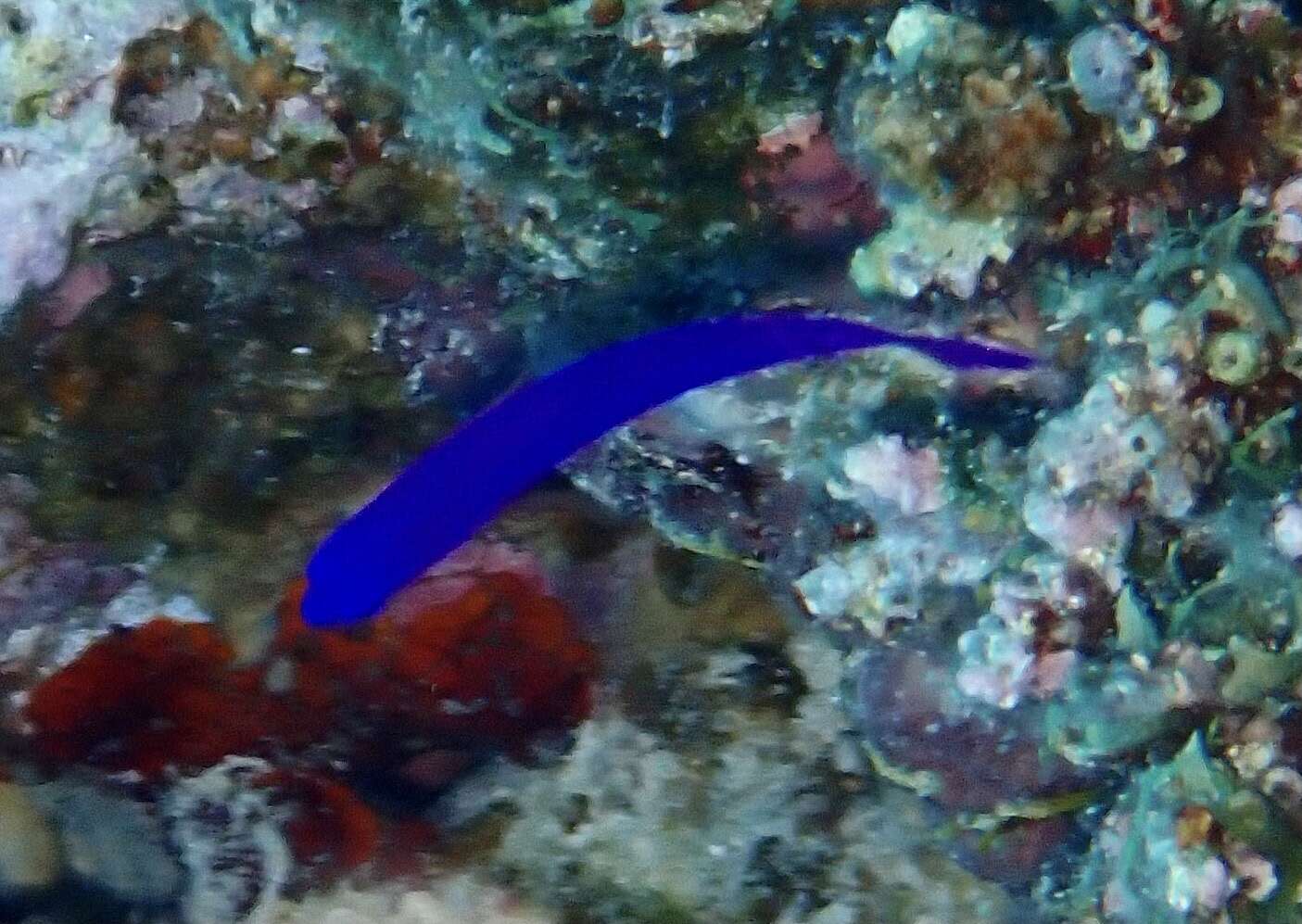 Image of Orchid dottyback