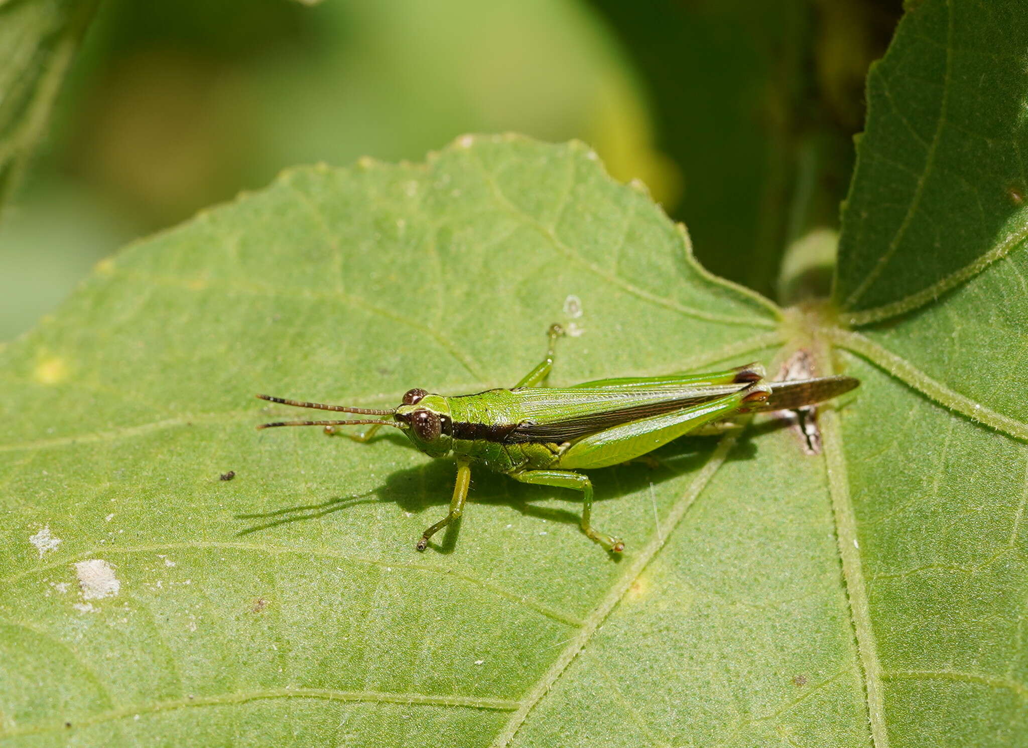 Image of Gesonula mundata (Walker & F. 1870)