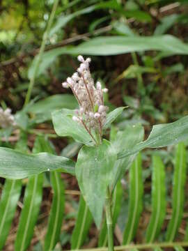 Image of Climbing Flower Cup