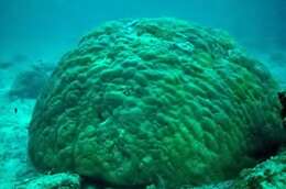 Image of Stony coral