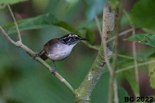 Image of White-breasted Wood Wren