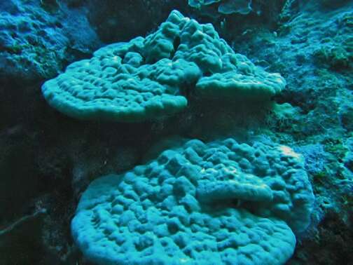 Image of Stony coral