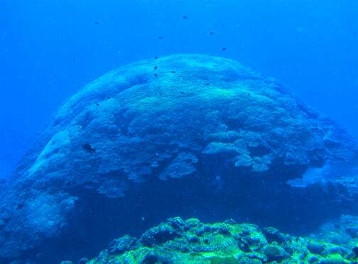 Image of Stony coral