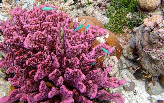 Image of Cauliflower coral