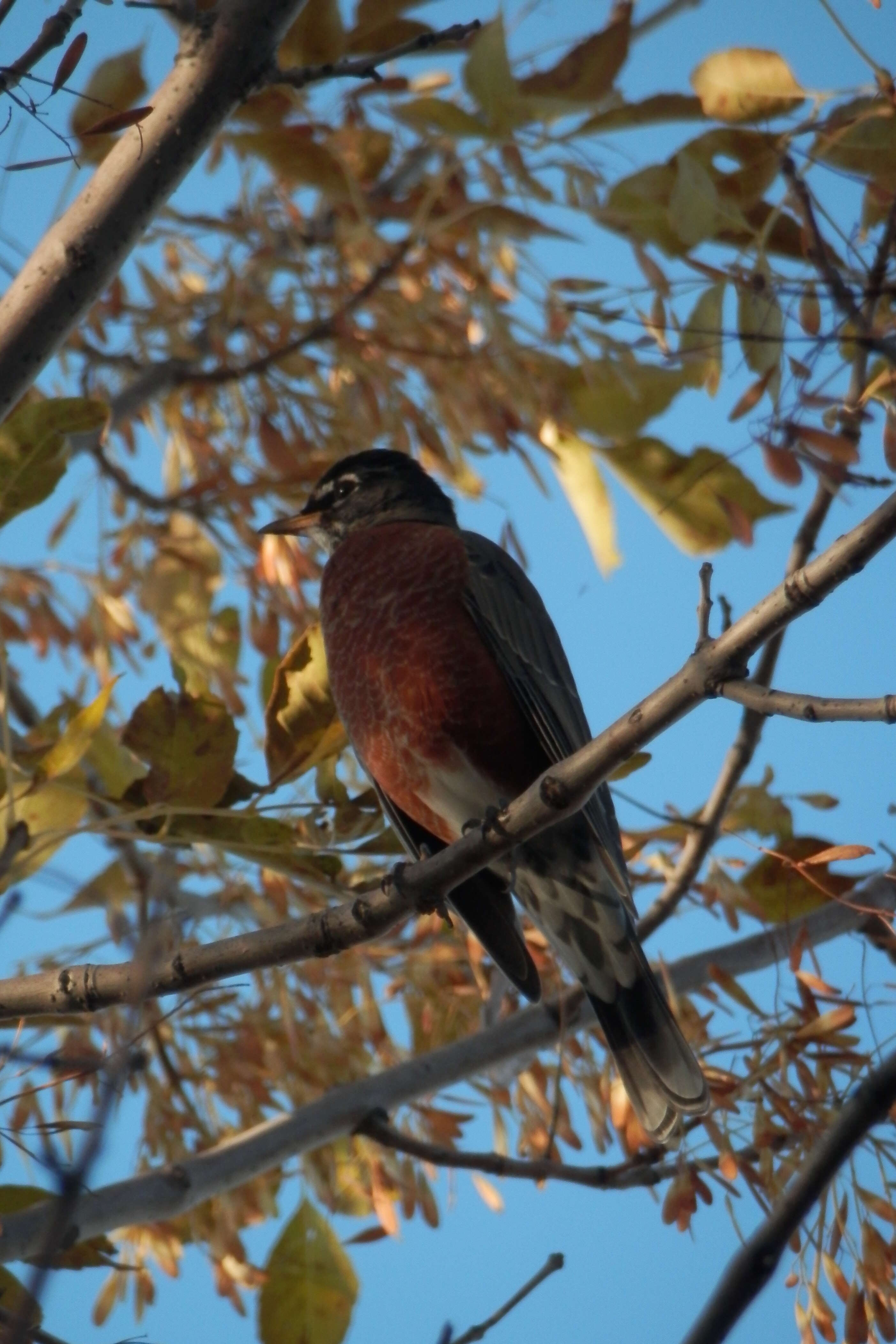 Image of American Robin