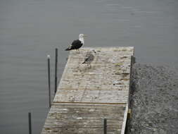 Image of Great Black-backed Gull