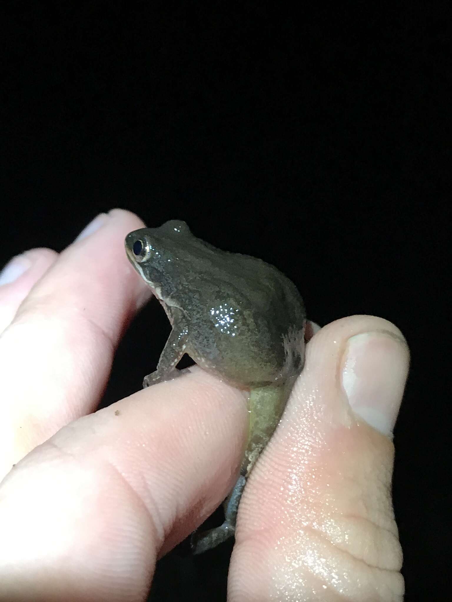 Image of Southern Chorus Frog