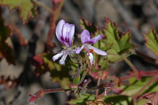 Imagem de <i>Pelargonium scabroide</i>