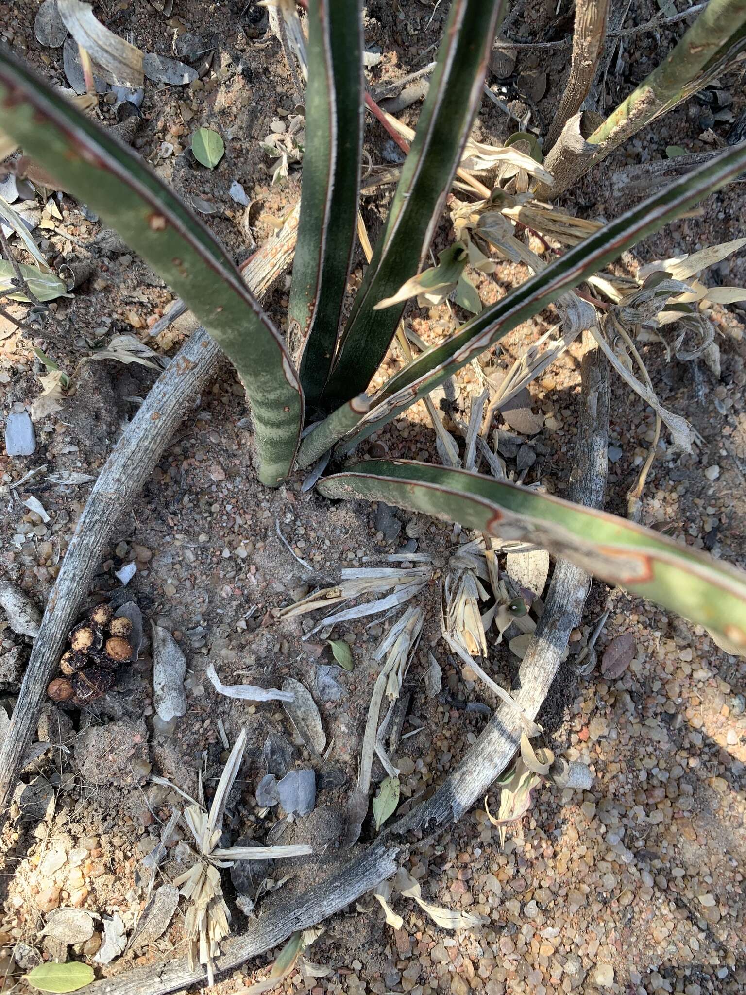 Image de Sansevieria aethiopica Thunb.