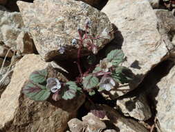 Image of longstalk phacelia