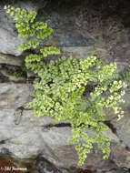 Image of Adiantum chilense var. sulphureum (Kaulf.) Giudice