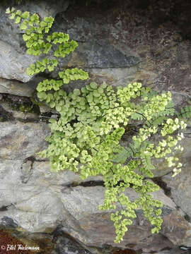 Adiantum chilense var. sulphureum (Kaulf.) Giudice的圖片